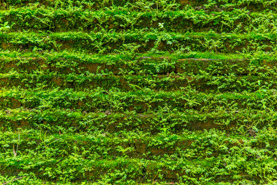 green moss grown on brick wall for wet rainforest background