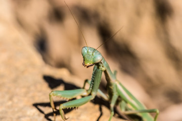 Macro of the Head of a Green Praying Mantis