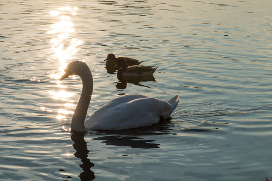 Schwan und Enten im Sonnenuntergang