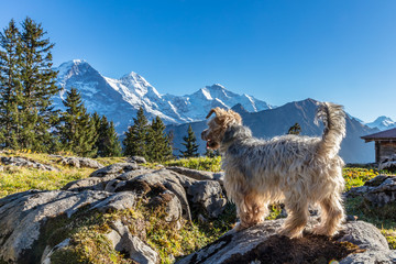Tierische Aussicht auf Eiger, Mönch und Jungfrau