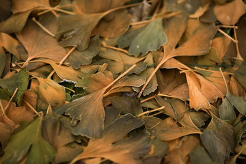 Hoarfrost on the leaves of ginkgo biloba.
Abstract nature background.
