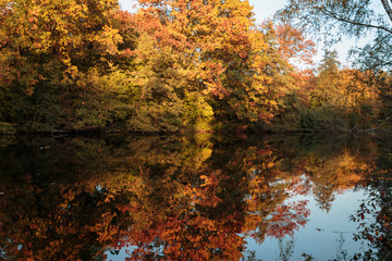 Reflektionen eines Baumes im Wasser
