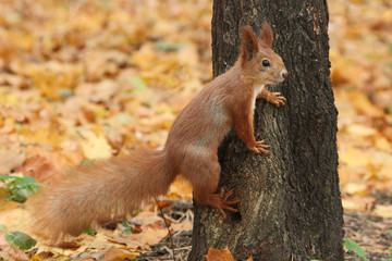 Naklejka na ściany i meble Squirrel on the trunk of a tree. Red squirrel in the autumn afternoon against the background of yellow fallen leaves.