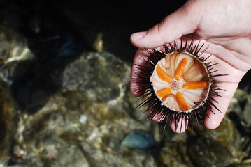 Il riccio di mare