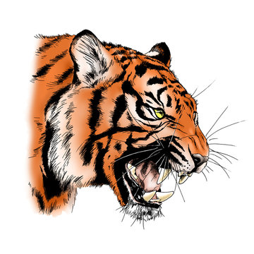 big tiger painted with ink by hand on a white background color logo predator