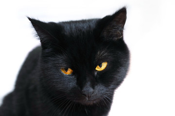 Sad cat. The black cat is tired. Emotions of cats