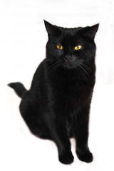 Black cat. Black beautiful cat on a white background.