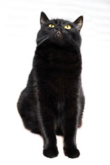 Obraz premium Black cat. Black beautiful cat on a white background.