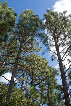 Pinehurst Long Needle Pines