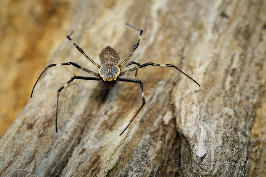 Image of Ornate Orb-weaver spider (Herennia multipuncta) on dry tree. Insect, Animal.