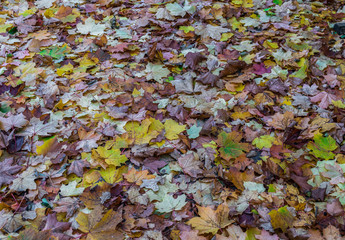 Autumn leaves. a path in the city strewn with fallen multicolored leaves