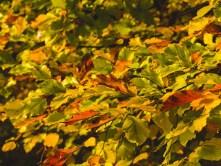 Obraz premium autumnal colorful photo background in october