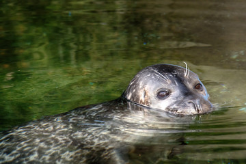 Naklejka premium Seal at the zoo