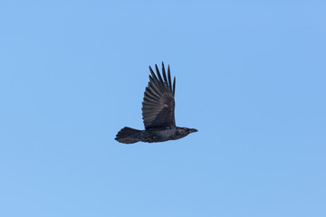 northern raven (Corvus corax) in flight with blue sky