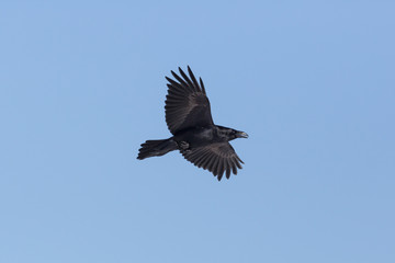 northern raven (Corvus corax) in flight with blue sky