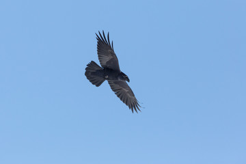 northern raven (Corvus corax) in flight with blue sky
