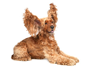 Christmas year dog small puppy white background isolate