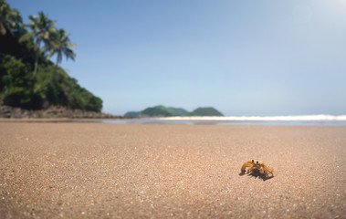 Siris crab on tropical beach in Brazil