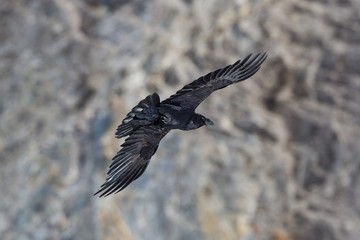 portrait of northern raven (Corvus corax) in flight with rocky background