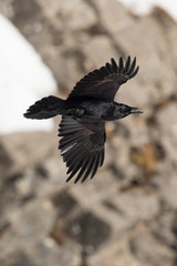 portrait of northern raven (Corvus corax) in flight with rocky background