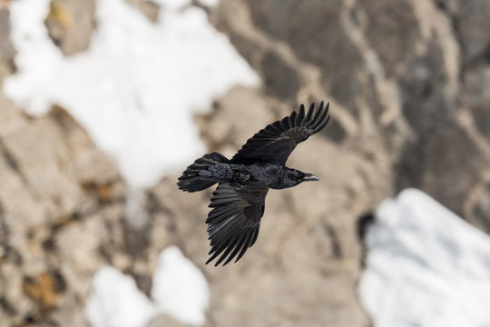 portrait of northern raven (Corvus corax) in flight with rocky background