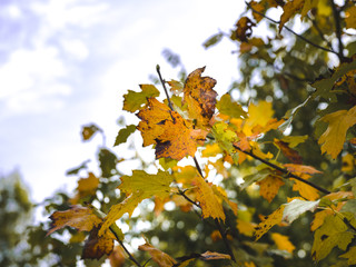 autumnal colorful photo background in october