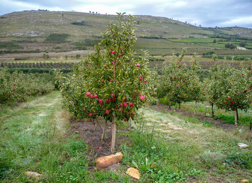 Young apple tree in orchard with red apples in South Africa