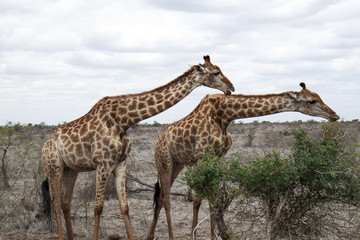 eating giraffes in the wild