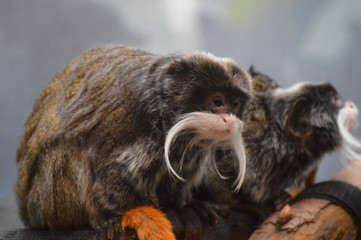 Emperor Tamarins