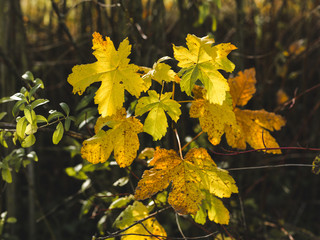 autumnal colorful photo background in october
