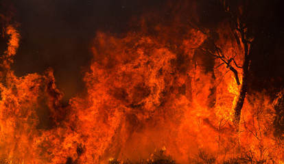 Silhouette of a Tree Swallowed by Flames.