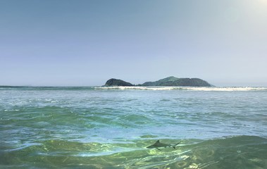 Shark swimming in shallow water in sea with island in background