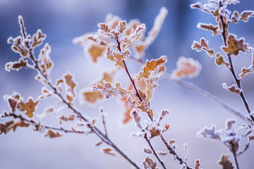 Oak branches with the last mellow leaves covered with morning frost. Fresh frosty morning of late autumn. Lovely natural view.

