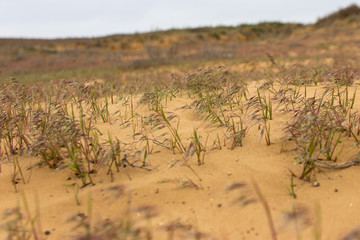 Sand texture with grass