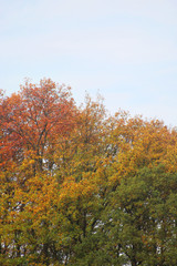 Fototapeta premium gradient