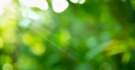 Obraz premium blurred green nature background natural light