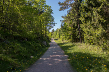 Fototapeta na wymiar Walking path through a forest in beautiful green midsummer colors. Norway, Scandinavia.