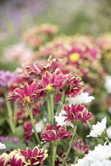 Flower on Natural background