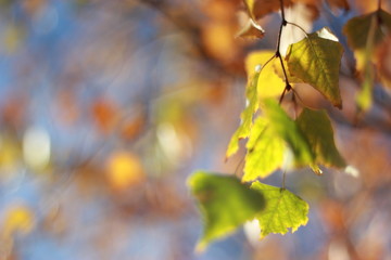 Autumnal kaleidoscope.
