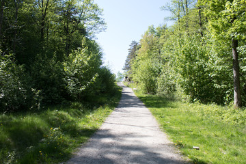 Walking path through a forest in beautiful green midsummer colors. Norway, Scandinavia.