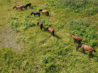 horses in the mountains