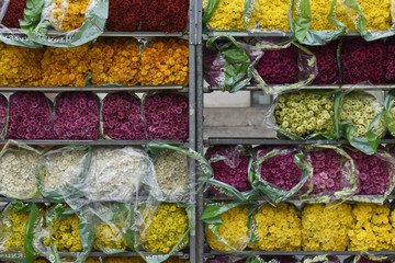 fleurs hivers automne decoration cimetiere toussaint fete couleurs gel marche vente saison climat meteo