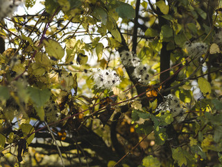 autumnal colorful photo background in october in austria