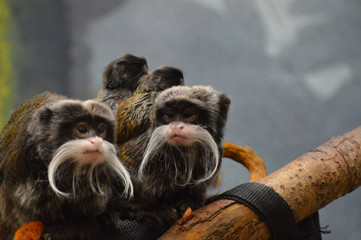 Emperor Tamarins