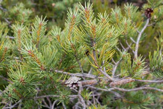 Scots pine tree. Close up.