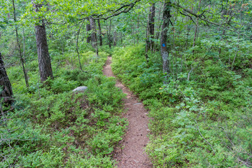 Walking path through a forest in beautiful green midsummer colors. Norway, Scandinavia.