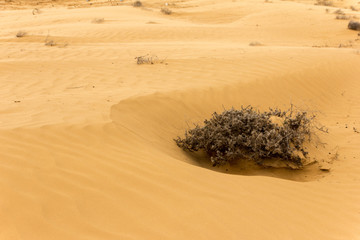 Sand texture with grass