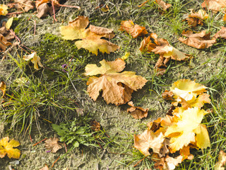 autumnal colorful photo background in october in austria