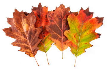 Autumn leaf isolated on white background.