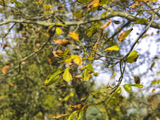 autumnal colorful photo background in october in austria